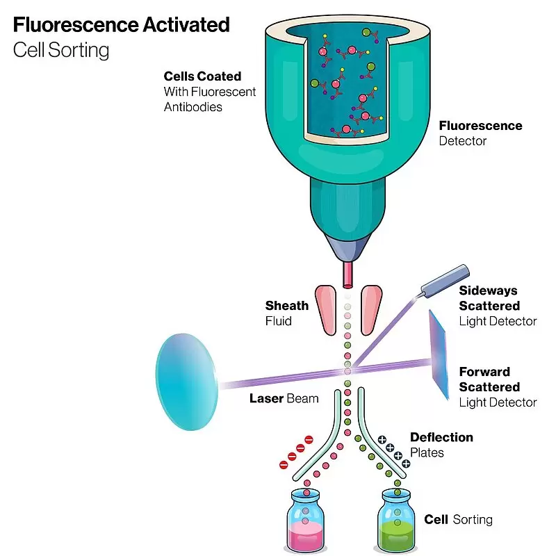 Physik Instrumente – Flow Cytometry Sorting